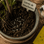 Larve moucheron visible dans terreau de plante en pot