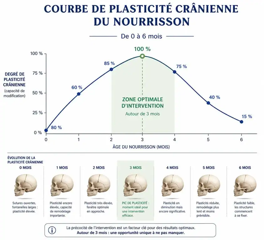 Infographie sur la plasticité crânienne et la fenêtre d'intervention pour la tête plate du nourrisson
