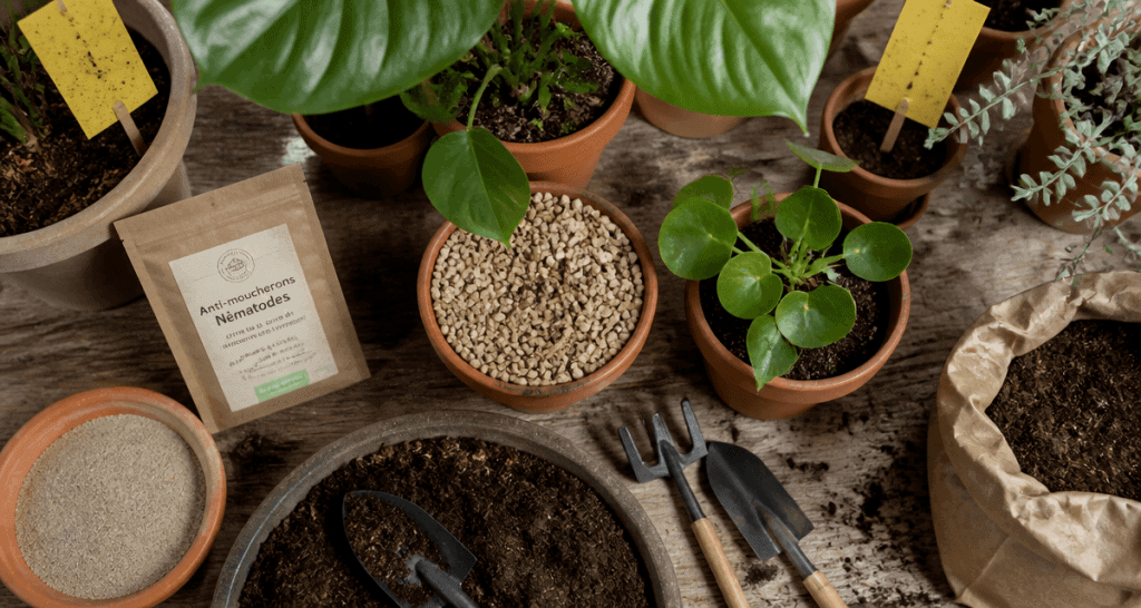 produit anti moucheron plantes avec nématodes et pièges
