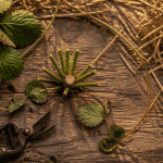 faut il couper les feuilles des fraisiers avant l'hiver pied taillé