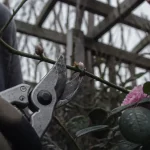 Quand et comment tailler les rosiers grimpants : taille d’hiver sur tige