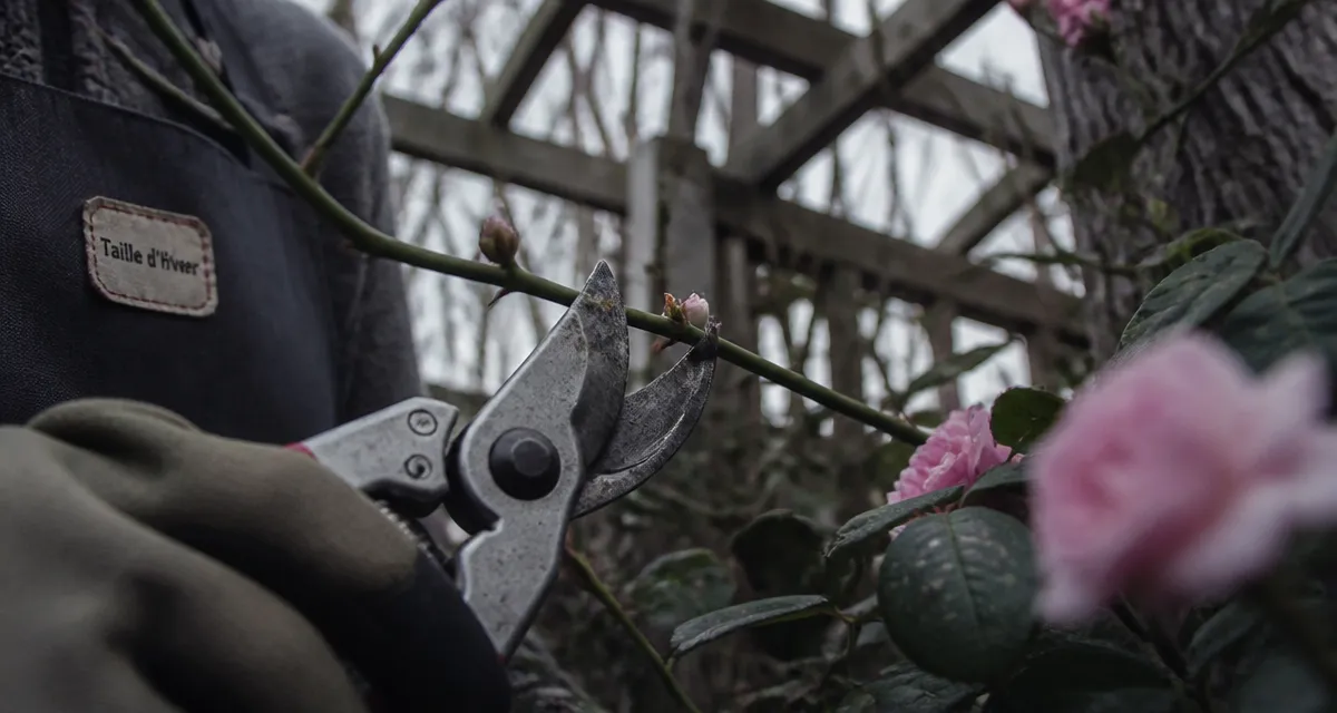 Quand et comment tailler les rosiers grimpants : taille d’hiver sur tige