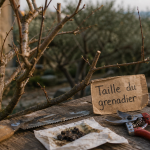 Quand tailler le grenadier : grenadier en repos, outils de taille