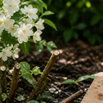 Quand tailler le seringat : taille après floraison, fleurs blanches au jardin