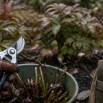 Quand tailler les pivoines : rabattre les tiges à 5–10 cm avec un sécateur