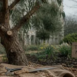 Quand tailler un eucalyptus : taille de mars sur eucalyptus urbain