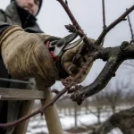 Quand tailler un pecher : jardinier taille un pêcher en fin d’hiver
