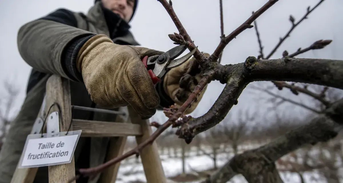 Quand tailler un pecher : jardinier taille un pêcher en fin d’hiver
