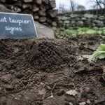 Rat taupier comment s'en débarrasser : traces et galeries dans un potager