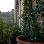 Brise vue plante : bambou non traçant et grimpantes sur balcon
