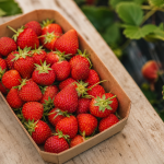 Comment cueillir les fraises : barquette sans écraser, vue au-dessus