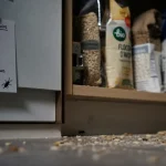 Petit bete noire maison dans la cuisine : indices au sol