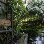 Plante grimpante persistant jasmin étoilé sur treillis près d’un mur