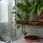 Plantes faciles pour salle de bain : fougère Boston et pothos, lumière indirecte