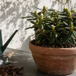 Potted rhododendron en pot sur balcon, boutons avant floraison
