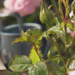 Pucerons verts rosiers sur jeunes pousses, savon noir et auxiliaires