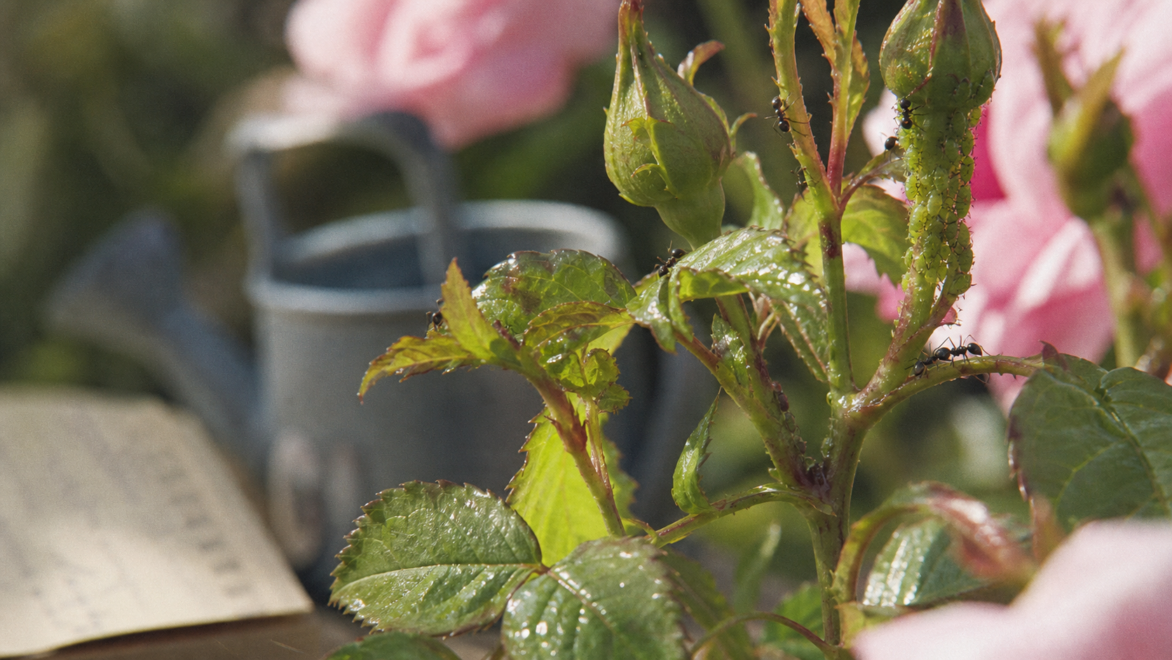 Pucerons verts rosiers sur jeunes pousses, savon noir et auxiliaires