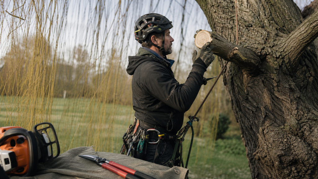 Quand et comment tailler un saule pleureur : coupe d’arboriste, bois mort, sécateur désinfecté