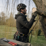 Quand et comment tailler un saule pleureur : coupe d’arboriste, bois mort, sécateur désinfecté