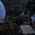 Que faire au jardin en hiver : paillage et voile d’hivernage pour plantes