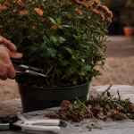 Taille chrysanthème : pincer 10-15 cm puis rabattre les tiges