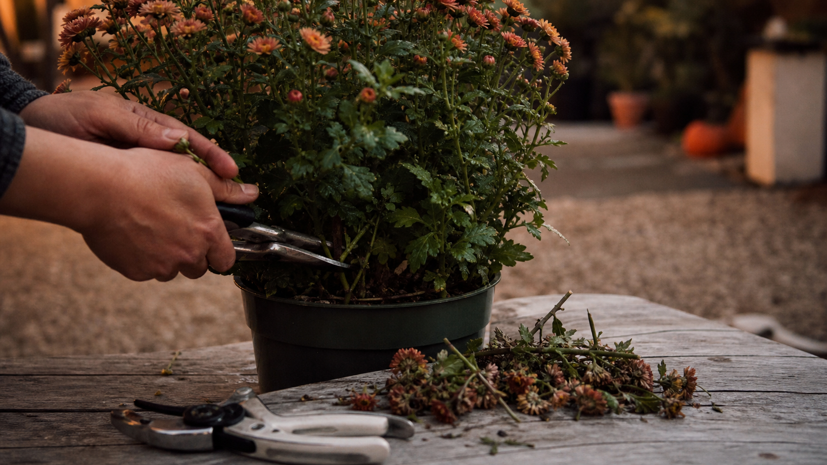 Taille chrysanthème : pincer 10-15 cm puis rabattre les tiges