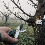Taille des pêchers quand : sécateur sur pêcher, bourgeons visibles