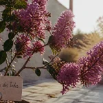 Lila des indes floraison : panicules mauves et écorce exfoliante