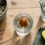 Noyau d avocat dans l eau pour faire racines