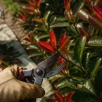 Quand tailler les photinia : coupe pour feuillage rouge dense