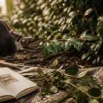 Taille des camelias : sécateur et timing de taille sur camélia